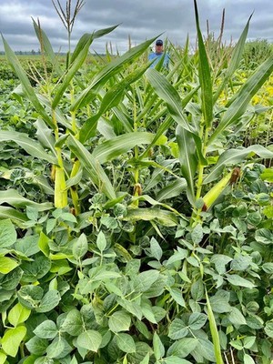 Eagle Seed - Green & Gold - Roundup Ready Corn and Soybean Mix - 1 Acre Bag