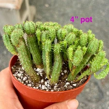 Euphorbia Submammillaris Monstrose Succulent 4” pot