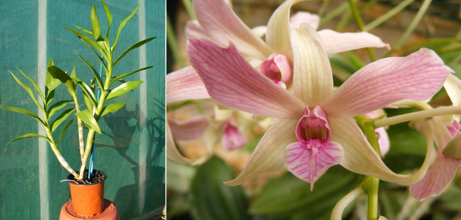 Dendrobium Caesar orchidée d'intérieur naturelle en pot de 12cm