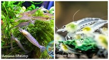  COMBO 10 1 Amano  10 1 Snowball Freshwater Neocaridina Aquarium Shrimp