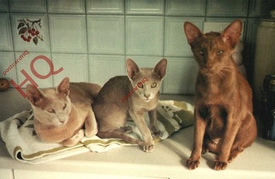 Ansichtskarte::Katzen, orientalisch [Brenda Goodwin]