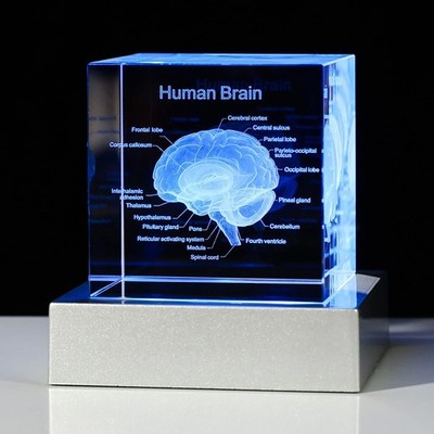 Movdyka 3D Human Brain Anatomy Model Doctor Psychology Graduation Gifts 