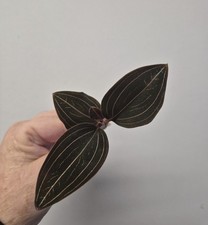 Ludisia Discolor | Jewel Orchid Unrooted Cutting for propagation | Medium 