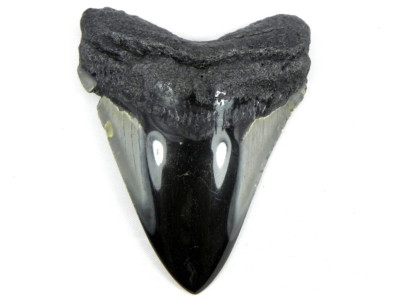 3 7/16 Inch Polished Fossil Megalodon Sharks Tooth Sharks Tooth Teeth Miocene 