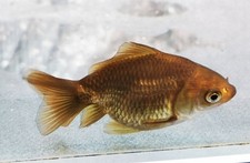 Bronze Shogun Oranda Goldfish WYSIWYG 3