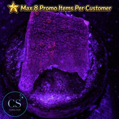 CS Cherry Garcia Grafted Monti - WYSIWYG Live Coral