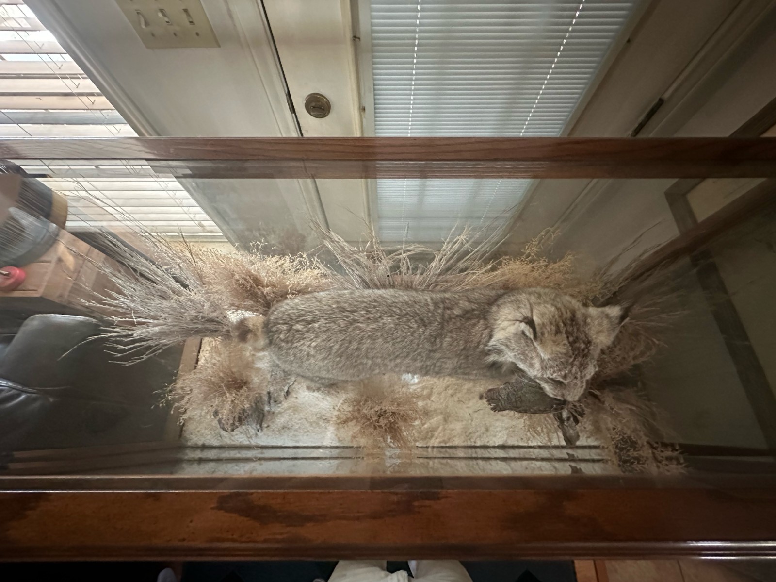 Canadian Lynx with Quail in its Mouth in Oak and Glass Display with 2 Lights.