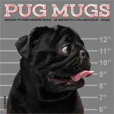 Pug Mugs 2026 7 X 7 Mini Wall Calendar (Bookbook - Detail Unspecified)
