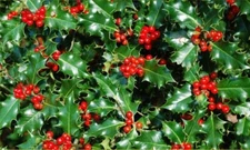 20 American Holly seeds