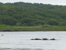 Photo 6x4 Seals on the rocks Ardbeg/NR4146 In Loch an t-S�ilein. c2017