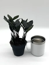 ZZ Zamioculcas 'Black Queen' 4" Pot Live Plant HousePlant