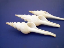 3 Large White Spindle Shells 5"+ Beach Wedding Decor Arts & Crafts Bridal 