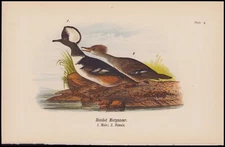 1890 Birds Of Pennsylvania Antique Chromolithograph Print Hooded Merganser