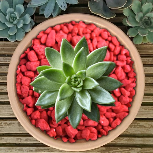 GardenersDream Coloured Plant Pot Garden Gravel - Premium Stones for Decoration - Picture 78 of 109