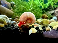 Live Ramshorn Freshwater Tropical Aquarium Snails Mixed Colors