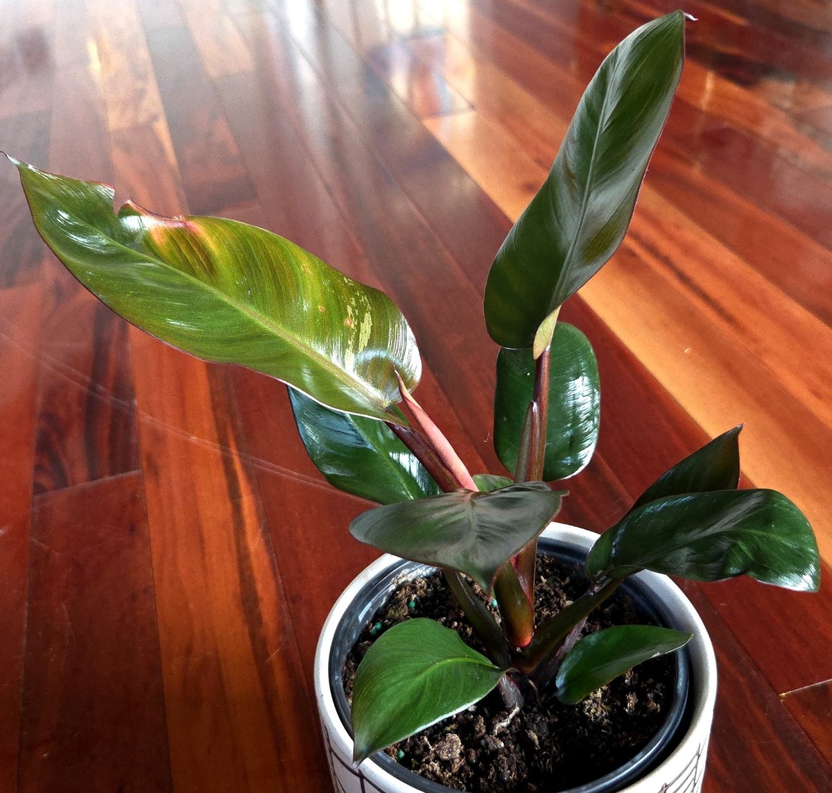 red leaf indoor plant Red Nerve Plant main image 0
