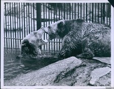 1956 Photo Bears At New York Central Park Zoo Playing In Cage'S Pool Animals 7X9