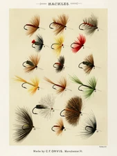 Hackles from Favorite Flies and Their Histories Giclee Art Print Ships Free