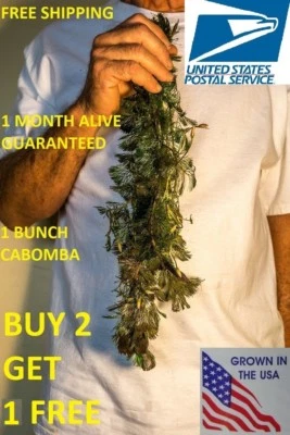 AQUARIUM PLANTS FACTORY Green Cabomba Caroliniana Fanwort Live Aquarium Plants Bunch BUY2GET1FREE