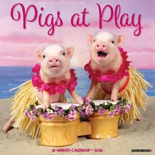 Willow Creek Press,  Pigs At Play 2026 Wall Calendar, 12'' X 12'', 12-Month Cale