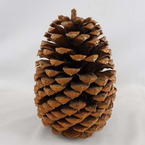 Giant Coulter Pinecone 6-1/2" H Crafts Rustic Decor Cabins Weddings VGC - Picture 2 of 6