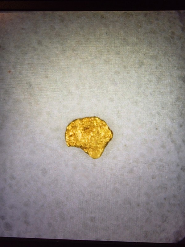 Pure Gold Nugget Yukon. Natural Small Gold Nugget .047 of a Gram, Beautiful!