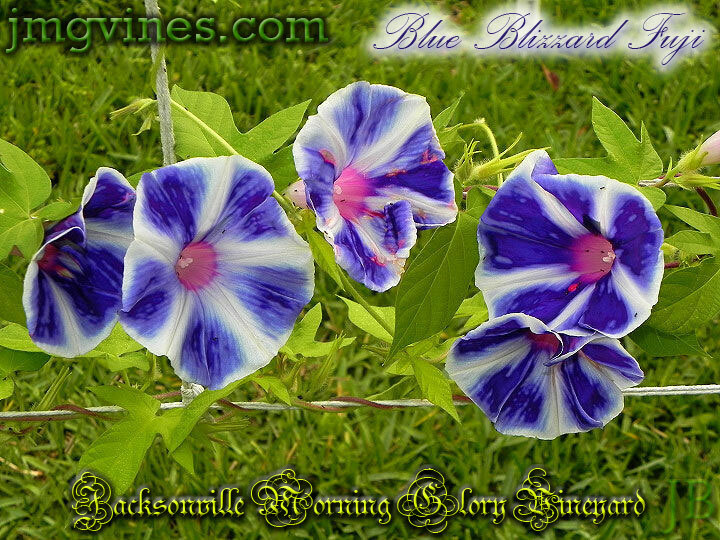 Purple Blizzard Fuji / Fuji Murasaki no Fubuki Japanese