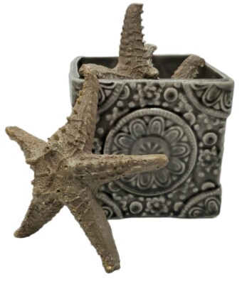 Ceramic Succulent Plant Item Holder With 3 Clay Stars