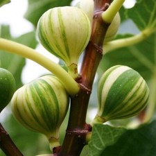 Panache Tiger Fig Tree Ficus carica Variegated 3Lt XL Pot Plants To Your Door