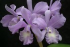 Blc. Grezaffi's Blue `Shawn' Hcc/Aos Original Division Cattleya Orchid Plant
