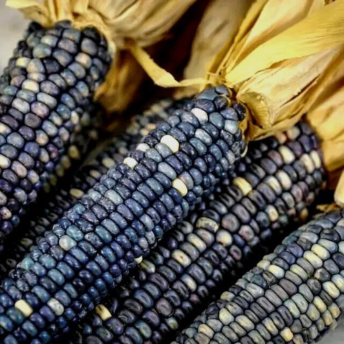 Corn Seeds Blue Hopi Indian 1 Lb Sweet Corn Seed Flour Cornmeal Organic Non-GMO - Picture 2 of 6
