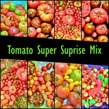 Super Surprise Tomato Seed Mix -Easy to Grow Heirloom Varieties