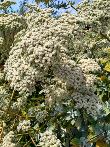 California Buckwheat seeds (Eriogonum fasciculatum) Mojave FREE SHIPPING - Picture 7 of 12