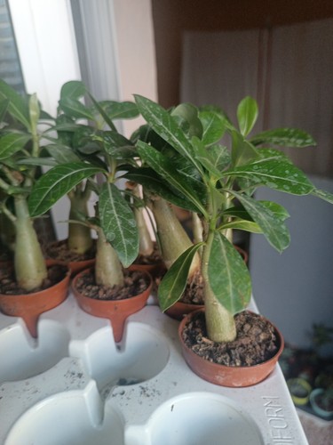 4 Suculentas, Agave, Ceropegia, Kalanchoe, Rosa Del Desierto - Picture 2 of 2
