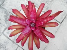 Neoregelia MYSTERY 2 Bromeliad one tropical plant BIG 