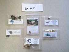 Dinosaur, Mammal, Sharks Teeth Kit