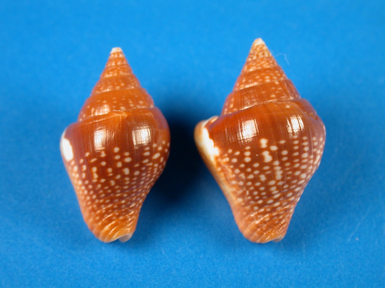 columbella-major-pair-great-dark-pattern-23-5-and-24-5mm-panama