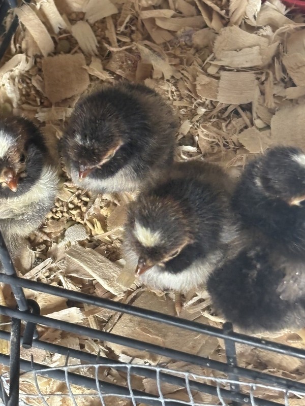 6 Polish Chicken Hatching Eggs - Tolbunt no frizzle