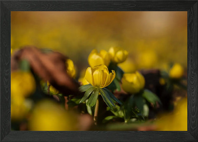 Yellow Winter Aconite Flowers Framed Wall Art Poster Canvas Print Picture