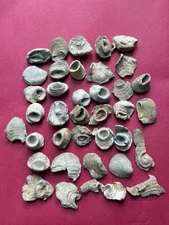 Lot Of 36 Vicksburg Campaign Dug Unique Hard Impact Bullets Direct Hits Rare!