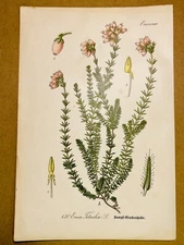 1886 ANTIQUE PICTURES LITHOGRAPH ART PRINT BOTANY FLOWER FLORA NATURE DECO PO...