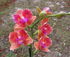 Orchidee Phalaenopsis  'Peloric' 1 10.3