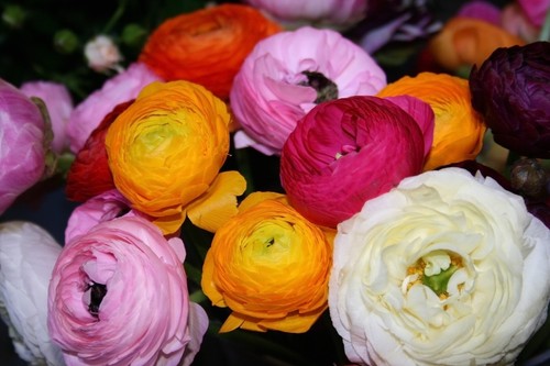 Summer Flowering Bulbs Many Flower Varieties Plant Now For Your Beautiful Garden - Picture 28 of 94