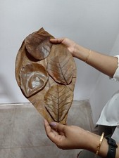 BiG largest Indian Catappa Ketapang Almond Leaves Tannins for Bettas, Aquarium