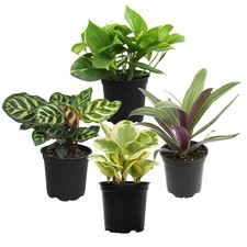 Essential Houseplant Collection 4Pk Live Plants Indoor Plants Live In