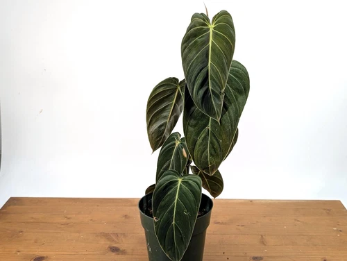 Philodendron Melanochrysum - Tall 6 inch Pot