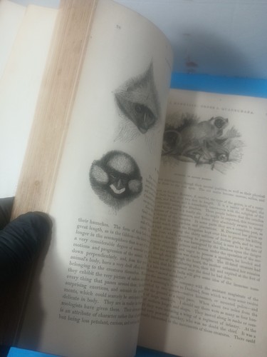 THE ANIMAL KINGDOM ILLUSTRATED, 2 Volumes 1&2 by S. G. Goodrich, 1885 - Picture 19 of 19