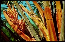 VTG WATTS TOWERS CALIFORNIA SIMON RODIA UNUSED POSTCARD 1965 SEYMOUR ROSEN PHOTO