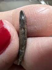 Tiny Fully Rooted T-Rex Pre-max Tooth-dinosaur fossil