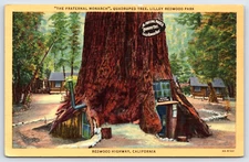 Vintage Postcard Monarch Tree House Sign Cabins Redwood Highway California USA